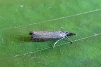 Platytes cerussella