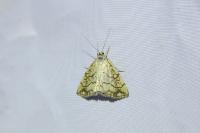 Evergestis pallidata