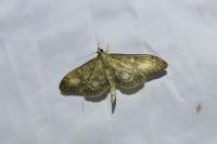 Anania lancealis