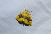 Cidaria fulvata