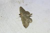 Philereme vetulata