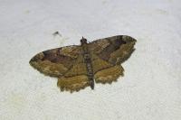 Philereme transversata