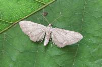 Eupithecia valerianata