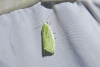Earias clorana