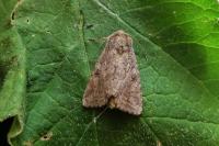 Fissipunctia ypsillon