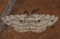Hypomecis roboraria