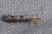 Argyresthia spinosella