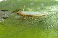 Eilema caniola