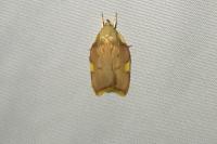 Carcina quercana