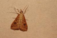Udea ferrugalis