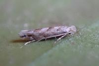 Phyllonorycter