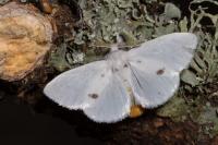 Sphrageidus similis
