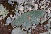 Hemithea aestivaria