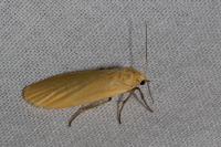 Wittia sororcula