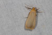 Katha depressa