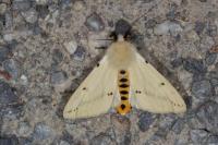 Spilarctia lutea