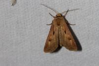 Agrotis exclamationis