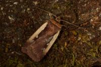 Ochropleura plecta