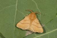 Malacosoma neustria