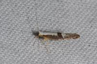 Argyresthia spinosella
