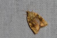 Aleimma loeflingiana
