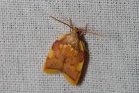 Carcina quercana