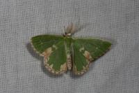 Comibaena bajularia