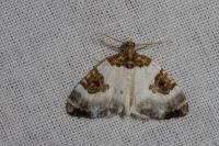 Plemyria rubiginata