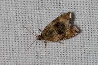 Celypha lacunana