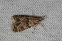 Eudonia mercurella
