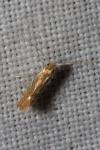 Phyllonorycter quercifoliella