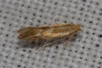 Phyllonorycter