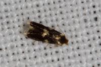 Ectoedemia heringi/subbimaculella