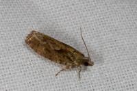 Zeiraphera isertana