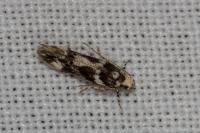 Parachronistis albiceps