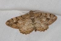 Paradarisa consonaria