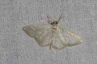 Scopula floslactata