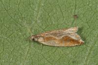 Ancylis diminutana