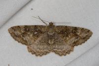 Alcis repandata