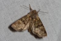 Brachylomia viminalis