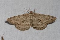 Hypomecis roboraria