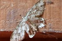Ectropis crepuscularia