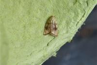Aleimma loeflingiana