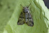 Brachylomia viminalis