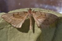 Gandaritis pyraliata