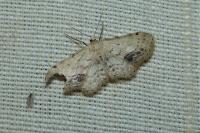 Idaea dimidiata