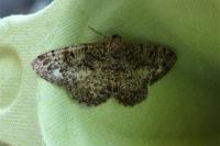 Parectropis similaria