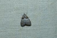 Nola cucullatella