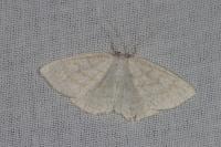 Cabera exanthemata