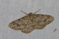 Ectropis crepuscularia